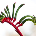 Kangaroo Paw